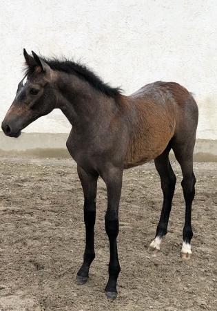 Foals by Vingino  x Corrado 