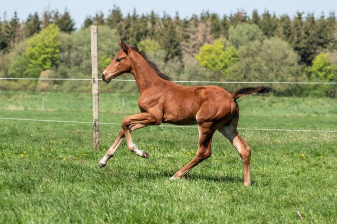 Jumpers by Aganix Du Seigneur Z x Numero Uno