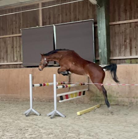 Springpferde von Arezzo x Copin van de Broy
